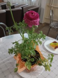 Milé naše ženy - Nová Bašta