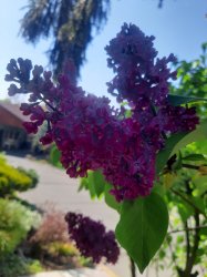 Máj, máj, máj, zelený....