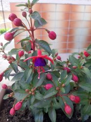 Máj, máj, máj, zelený....