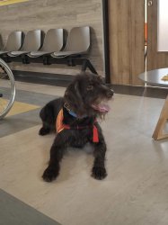 Canisterapia pre lepšiu pohodu