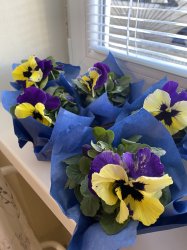 MDŽ 2025 - Nová Bašta