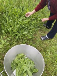 Liečivé rastliny a ich využitie- Nová Bašta