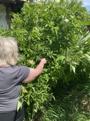 Liečivé rastliny a ich využitie- Nová Bašta