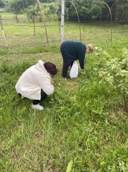 Liečivé rastliny a ich využitie- Nová Bašta