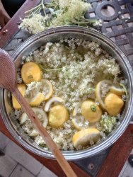 Liečivé rastliny a ich využitie- Nová Bašta