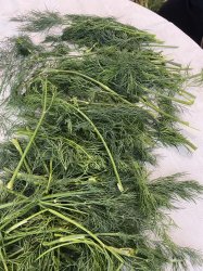 Liečivé rastliny a ich využitie- Nová Bašta