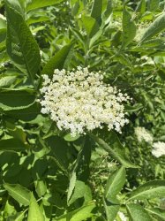 Liečivé rastliny a ich využitie- Nová Bašta