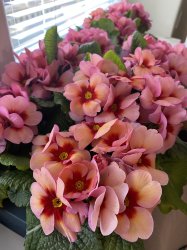 Medzinárodný deň žien v zariadení v Novej Bašte