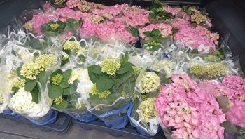 Radosť zo spoločnej práce: Klienti ZSS skrášľujú svoje prostredie výsadbou kvetov